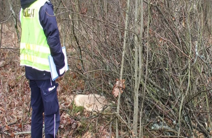 {Policjanci z Pisza wyjaśnili sprawę nielegalnej wycinki drzew.}